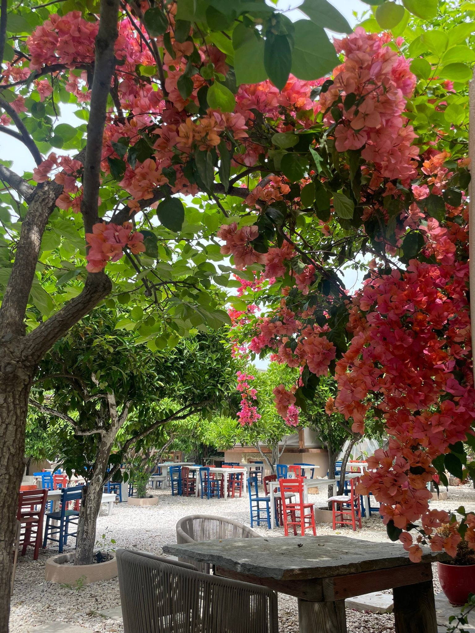 Asmalı Çardak galeri fotoğrafı 18